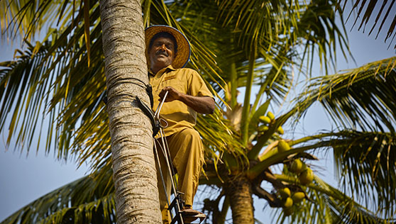 Toddy tapping near the beach on coconut trees Kerala